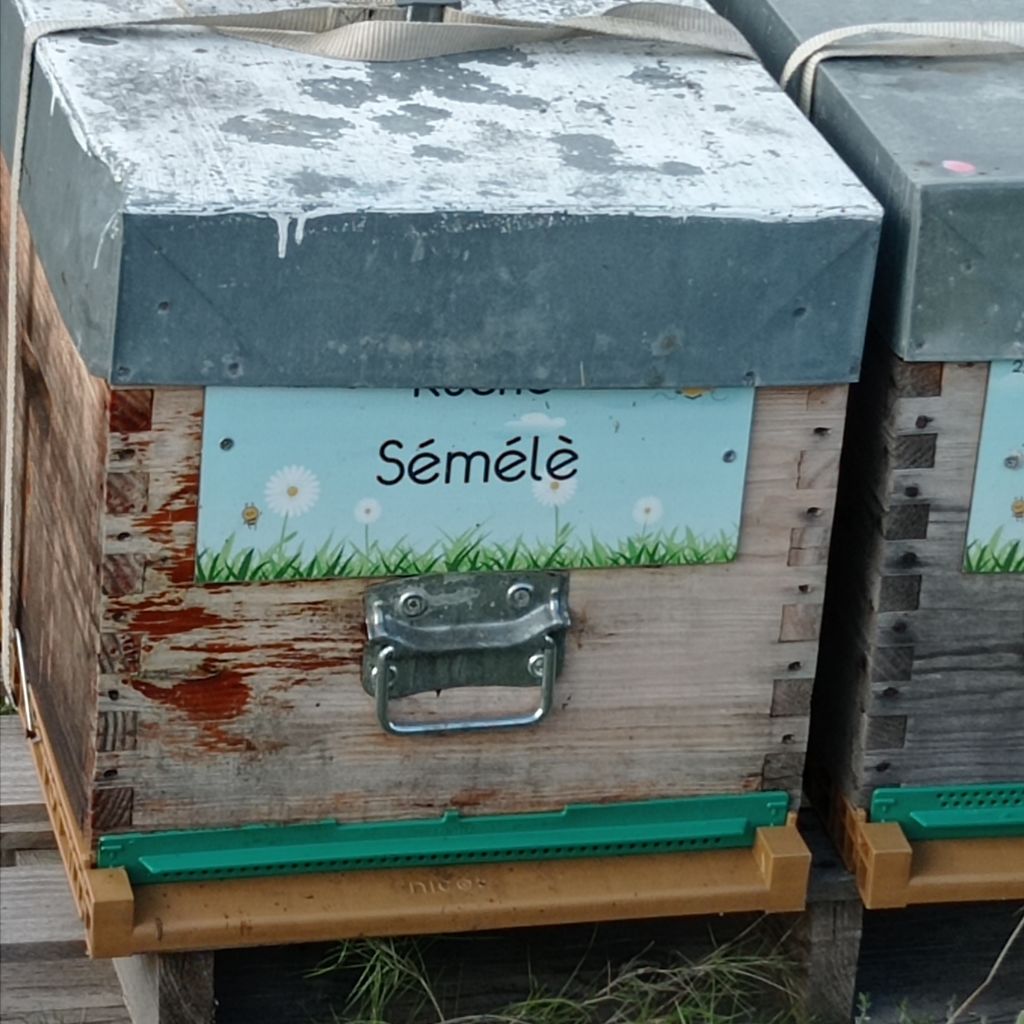 La ruche Sémélè