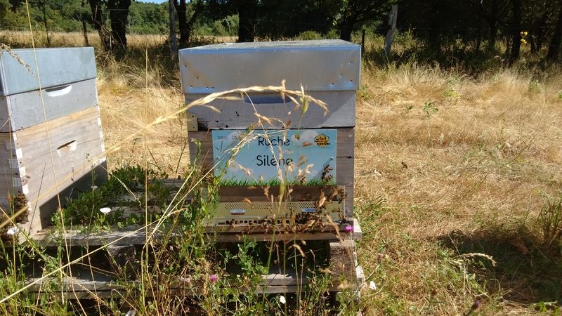 La ruche Silène