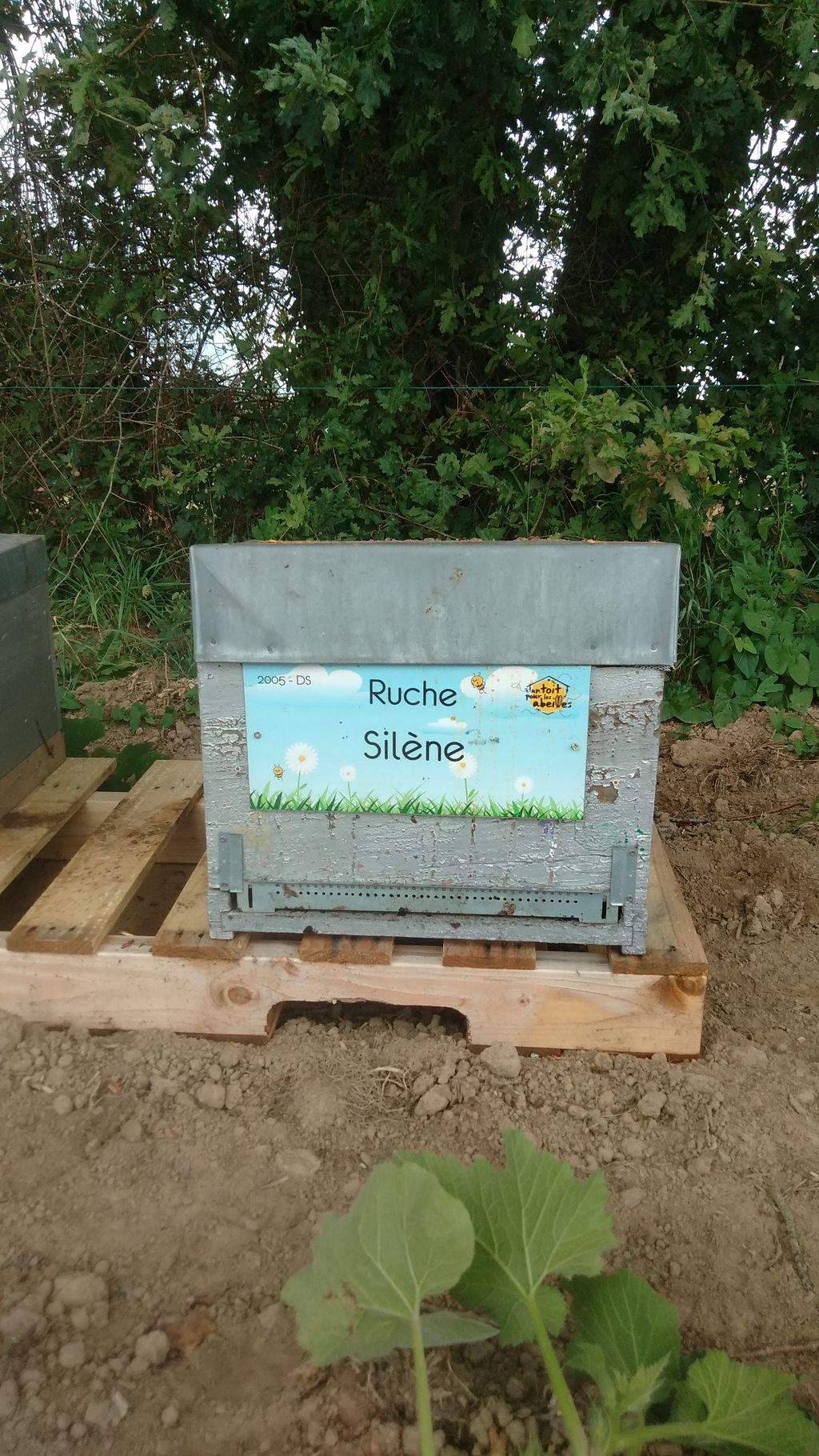 La ruche Silène