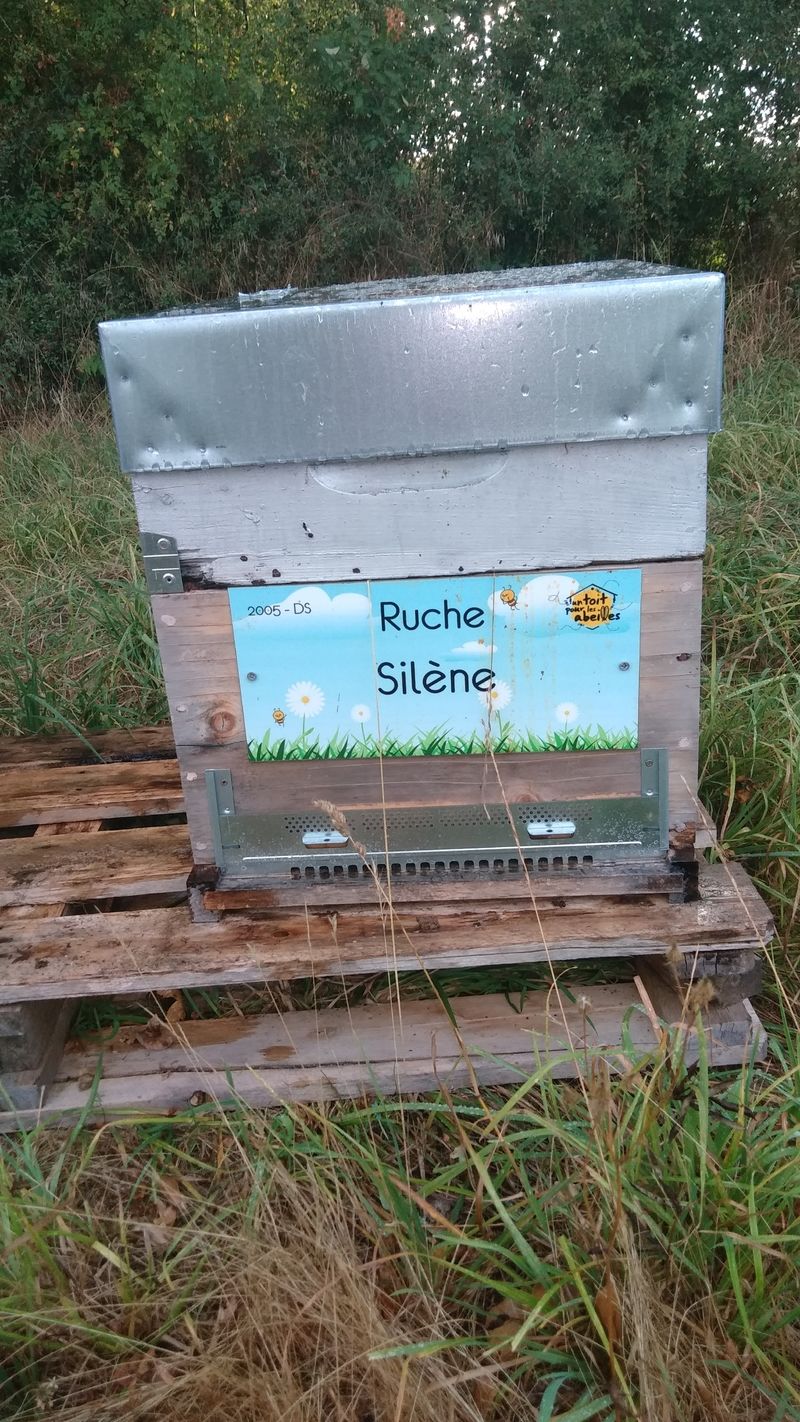 La ruche Silène