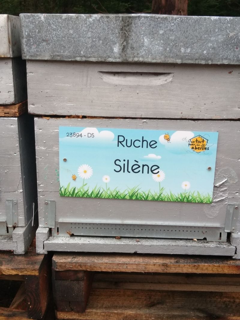 La ruche Silène