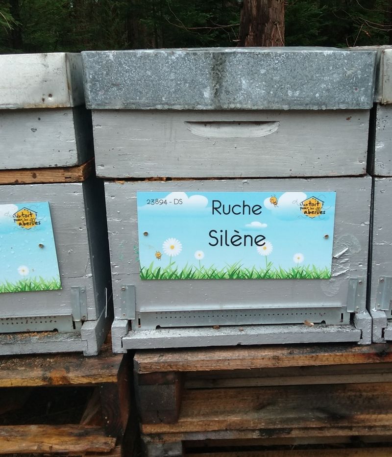 La ruche Silène