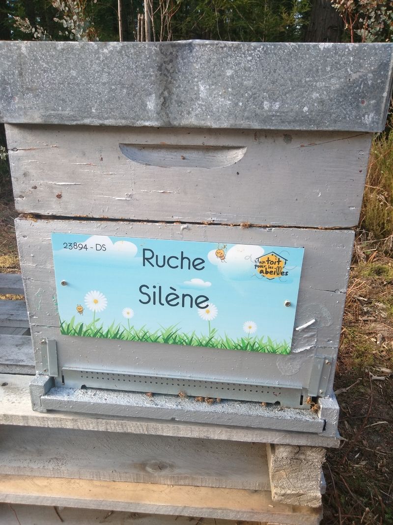 La ruche Silène