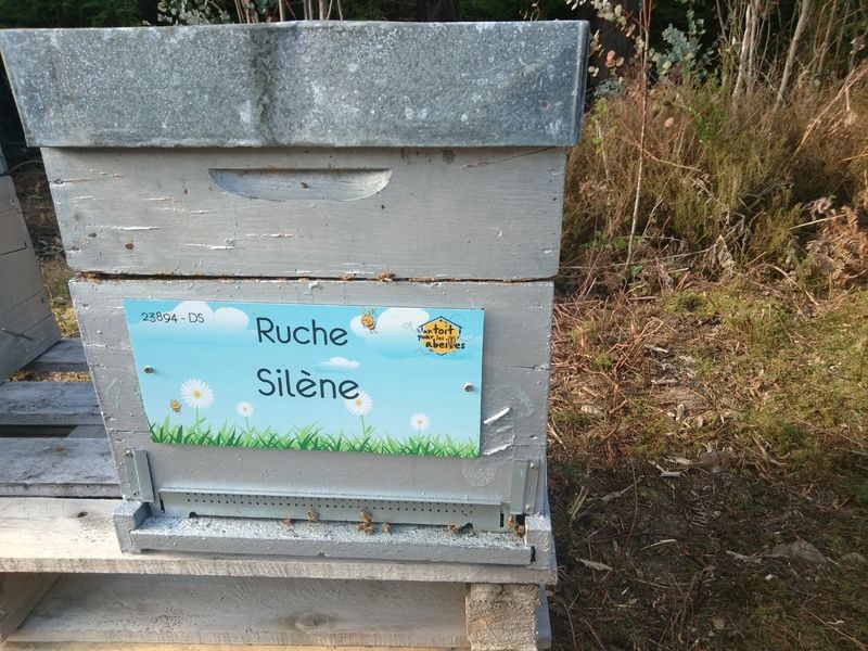 La ruche Silène