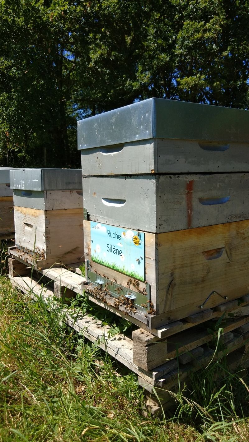 La ruche Silène