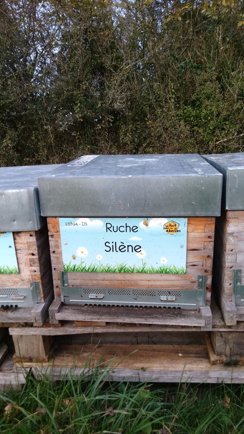 La ruche Silène
