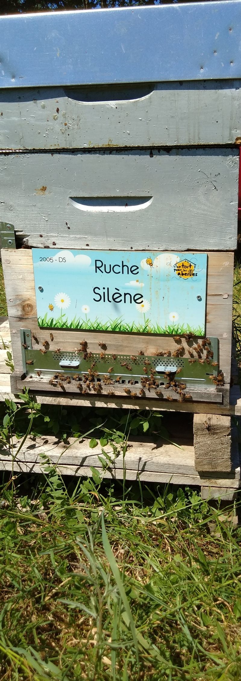 La ruche Silène