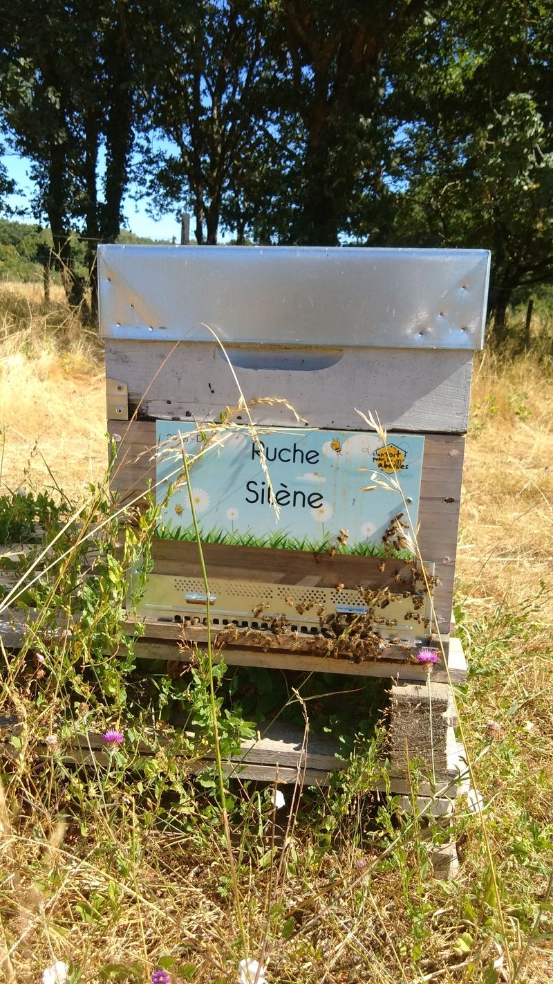La ruche Silène