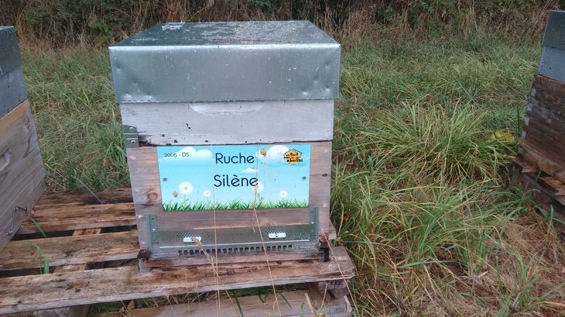 La ruche Silène