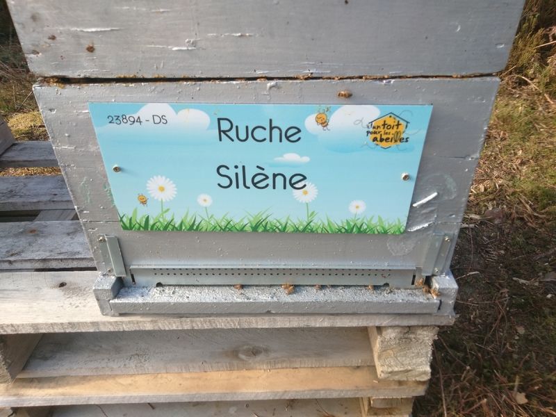 La ruche Silène
