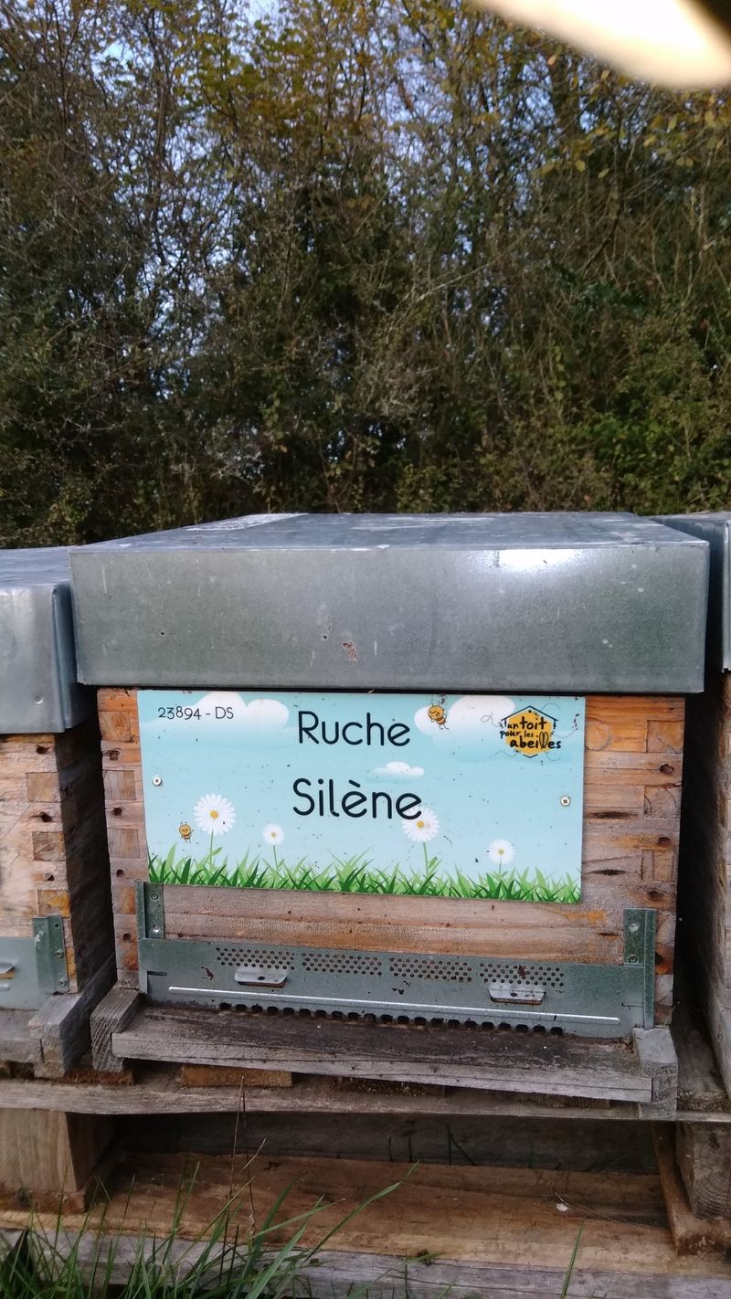 La ruche Silène