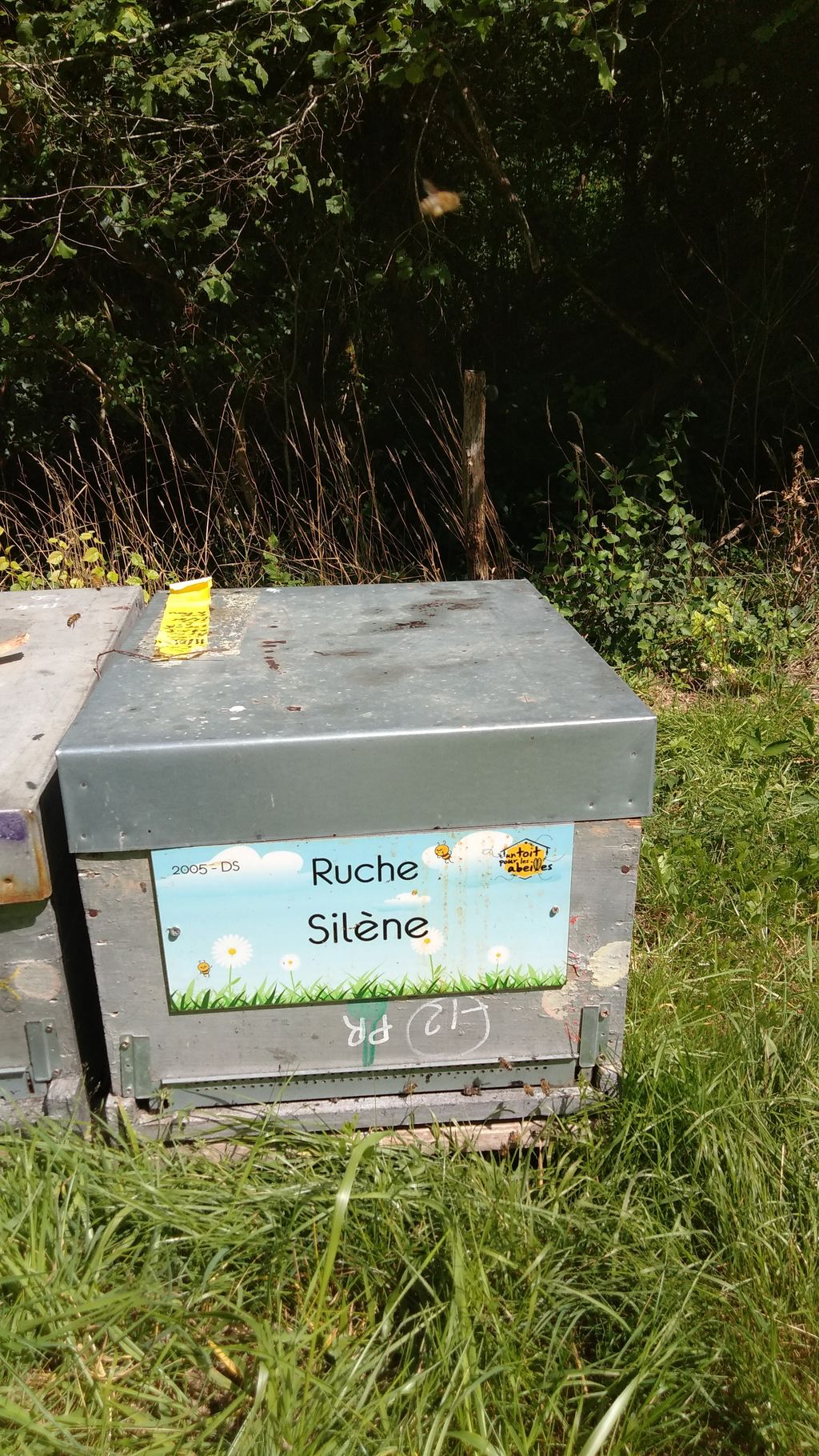 La ruche Silène