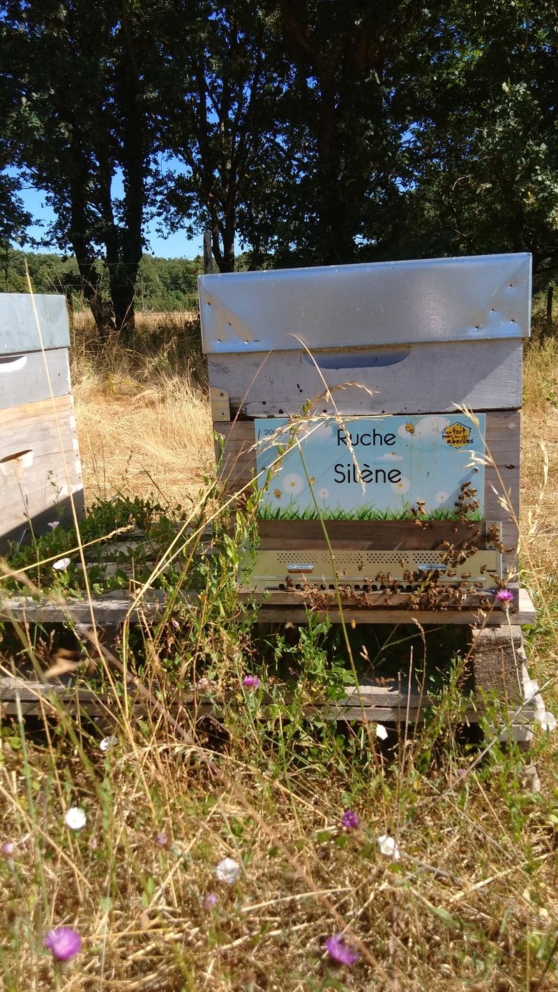 La ruche Silène