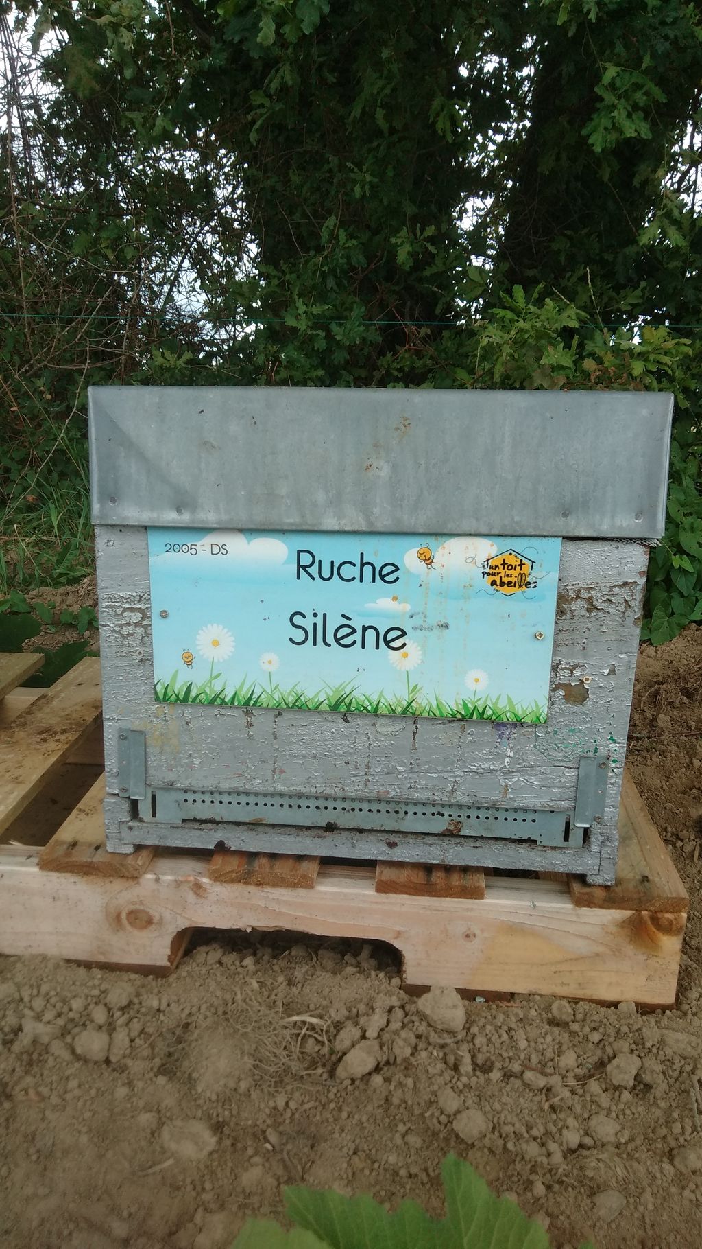 La ruche Silène