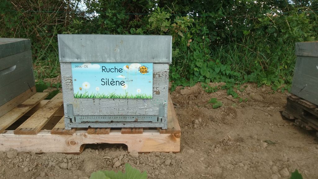 La ruche Silène