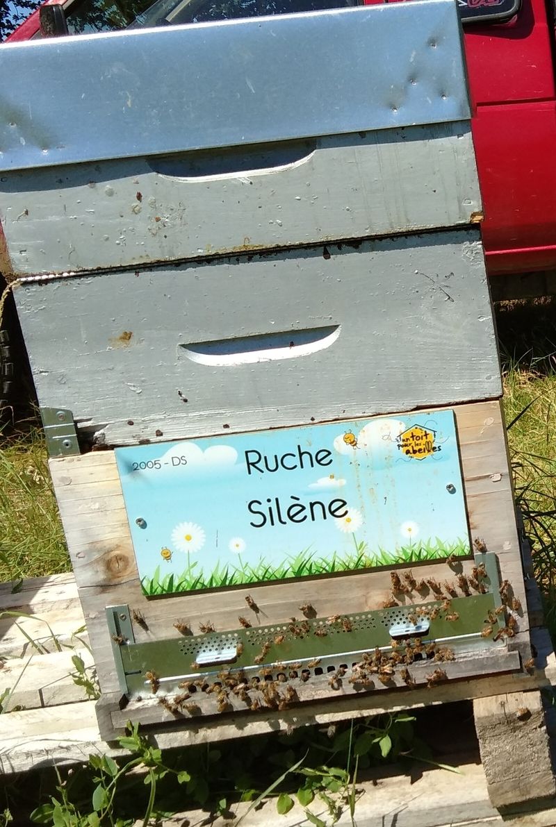 La ruche Silène