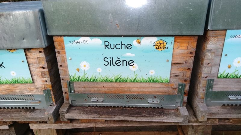 La ruche 