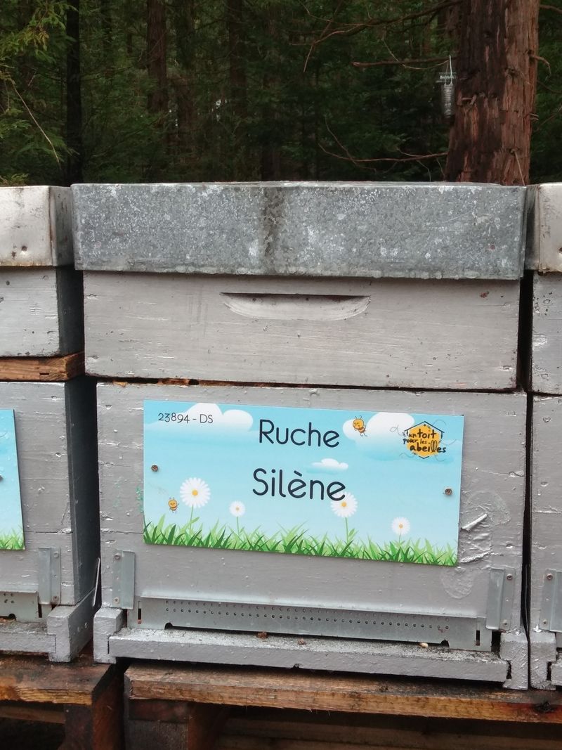 La ruche Silène