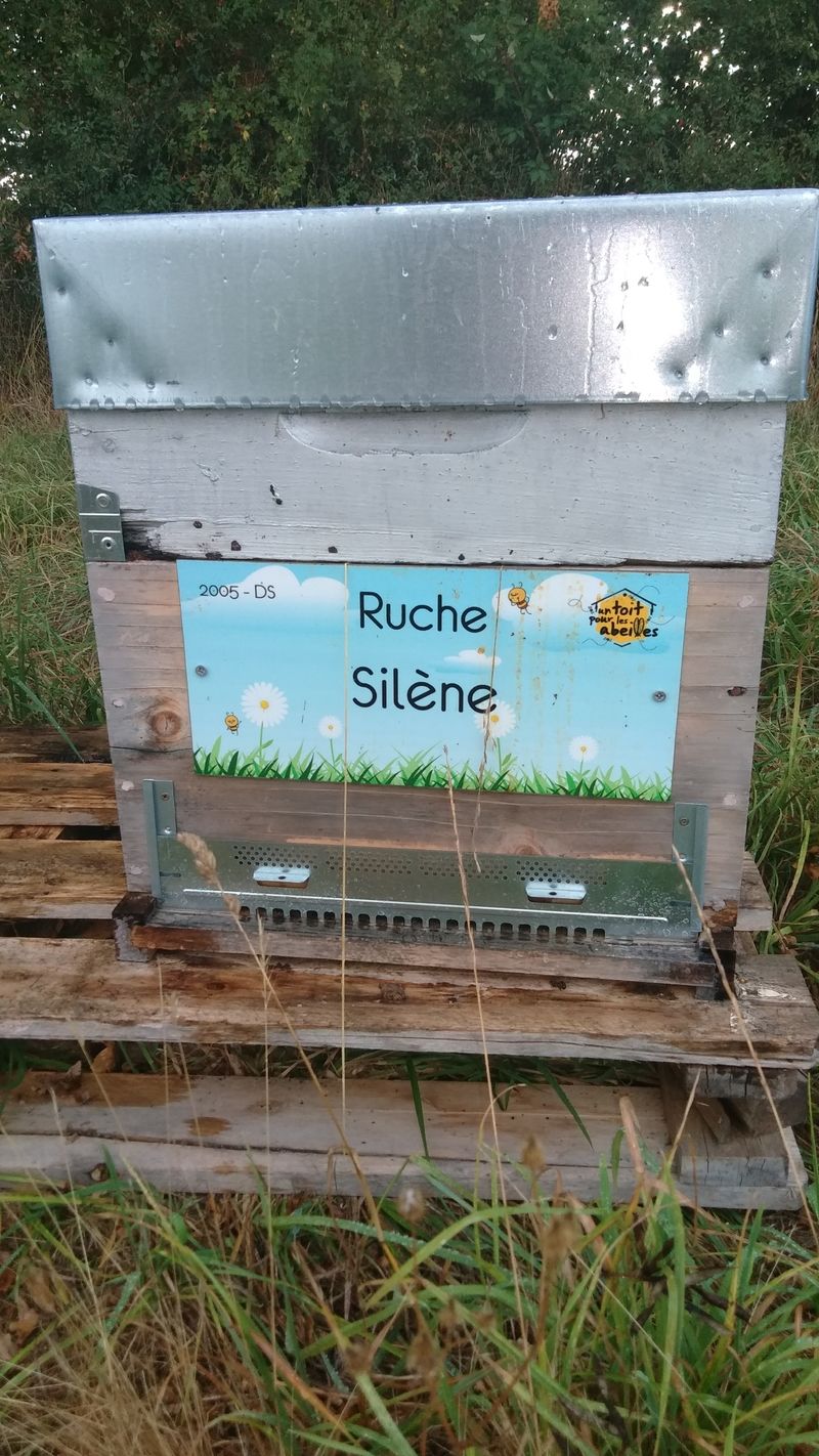 La ruche Silène