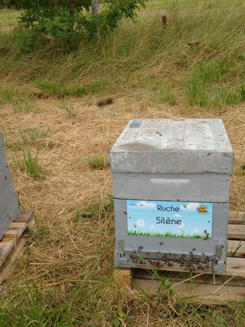La ruche Silène