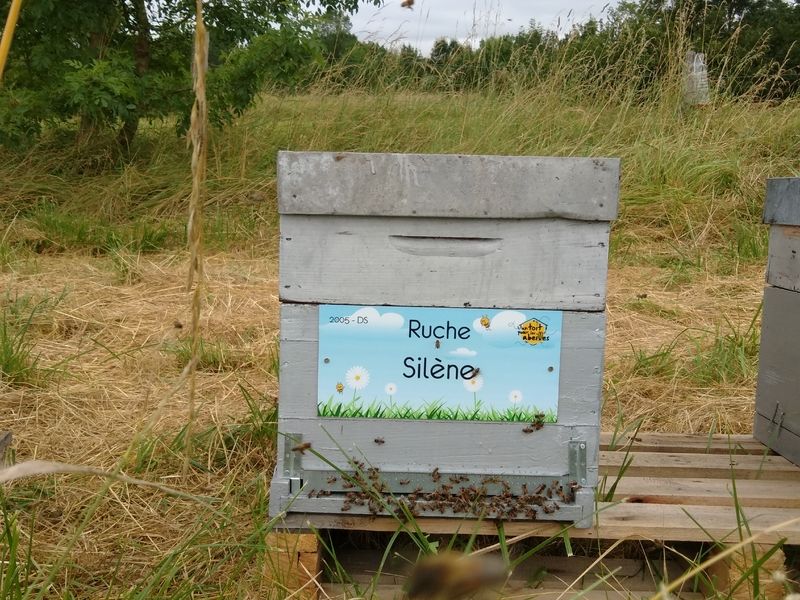 La ruche Silène