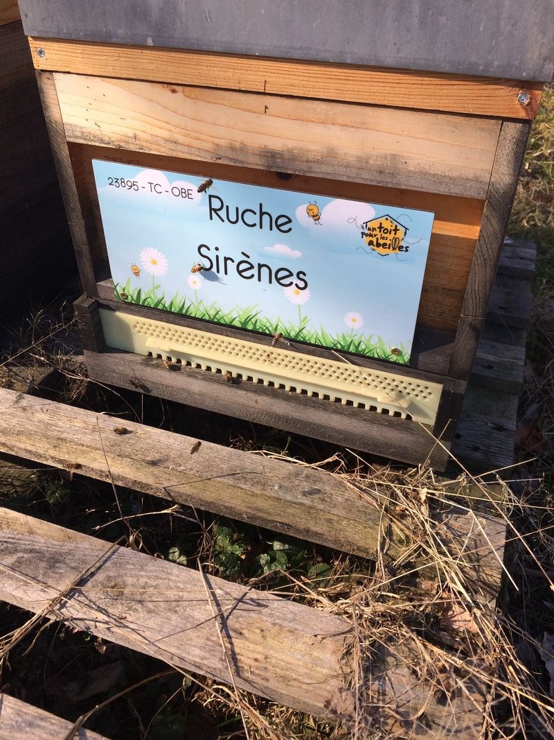 La ruche Sirènes