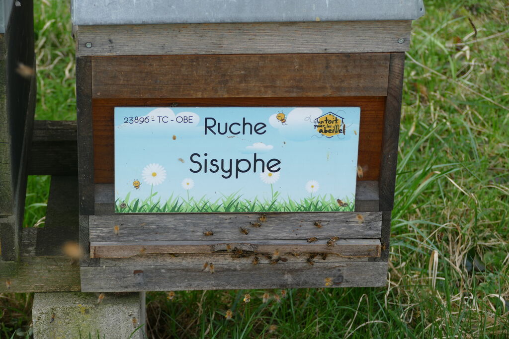 La ruche Sisyphe
