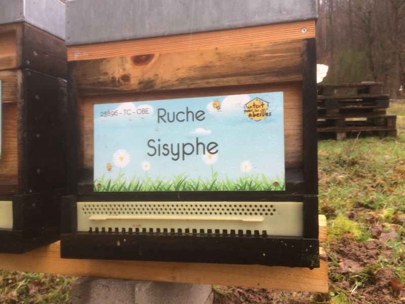 La ruche Sisyphe