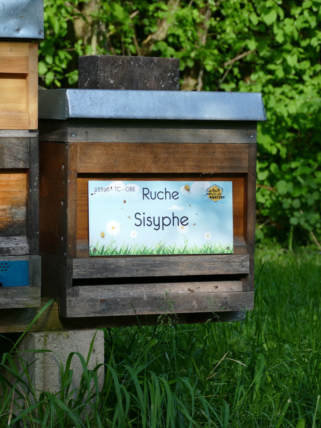 La ruche Sisyphe