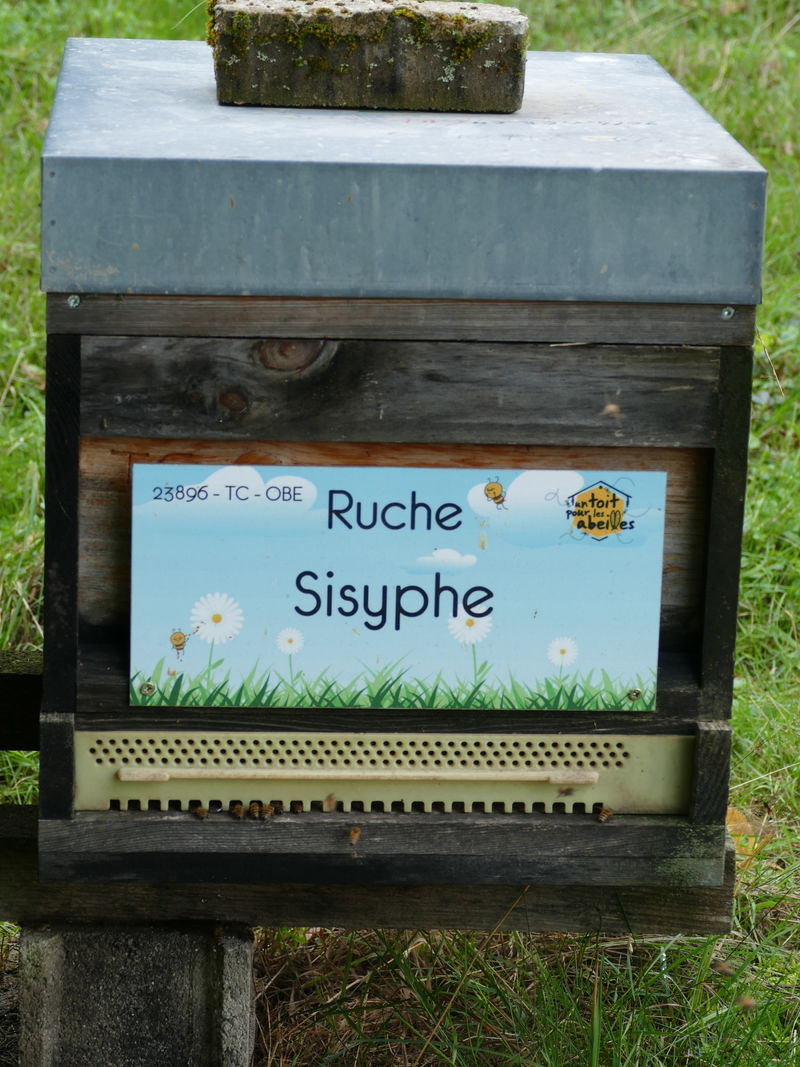 La ruche Sisyphe