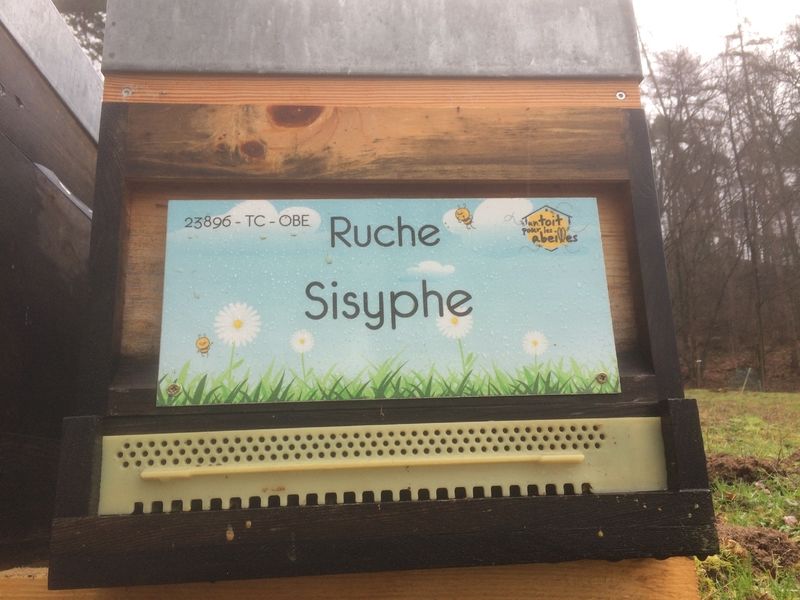 La ruche Sisyphe