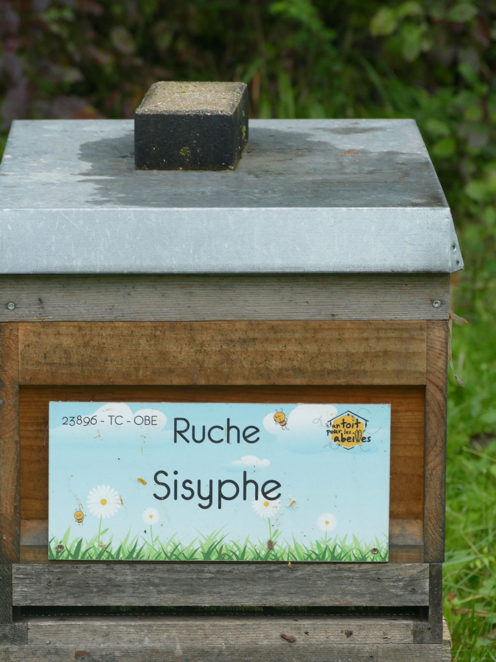 La ruche Sisyphe