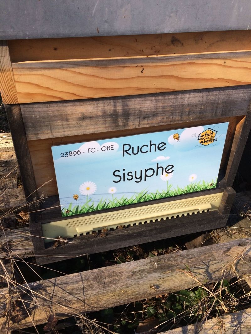 La ruche Sisyphe