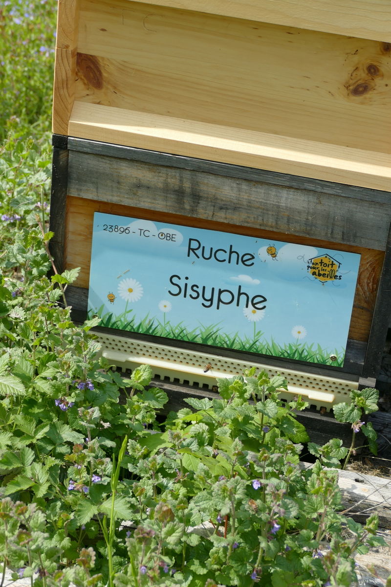 La ruche Sisyphe
