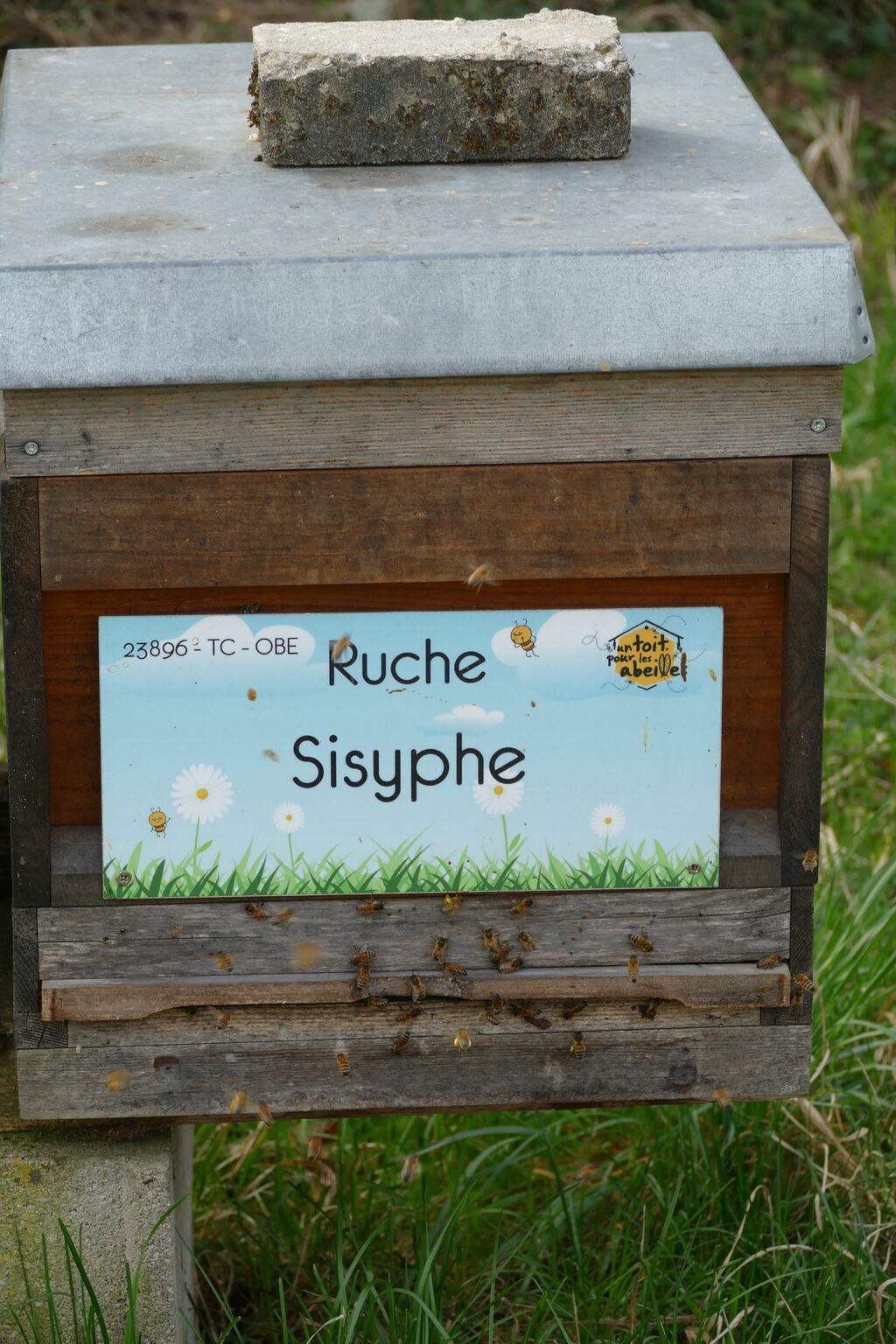 La ruche Sisyphe