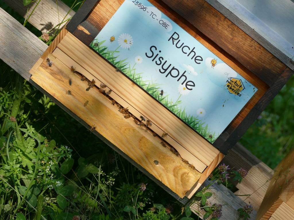 La ruche Sisyphe