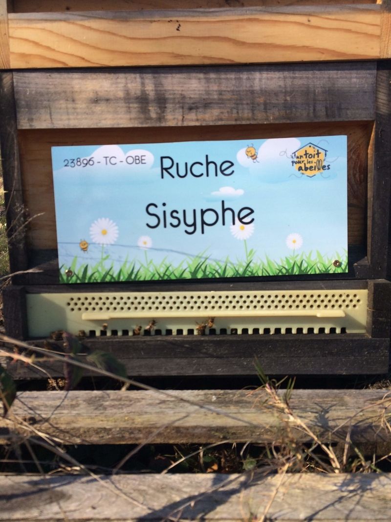 La ruche Sisyphe