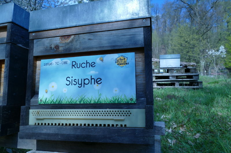 La ruche Sisyphe
