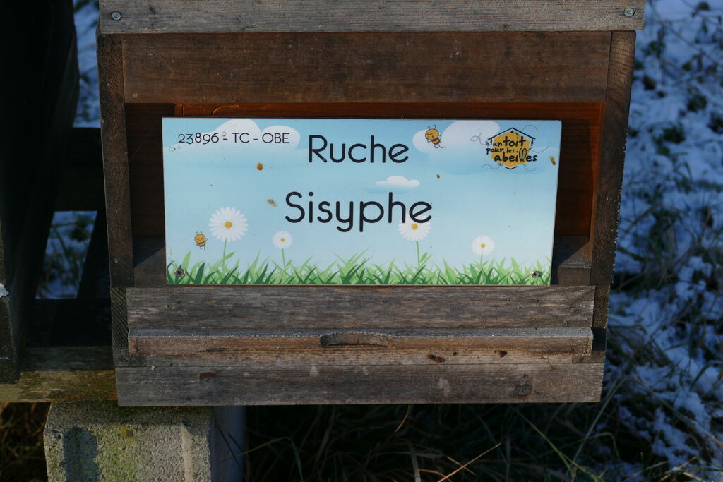 La ruche Sisyphe