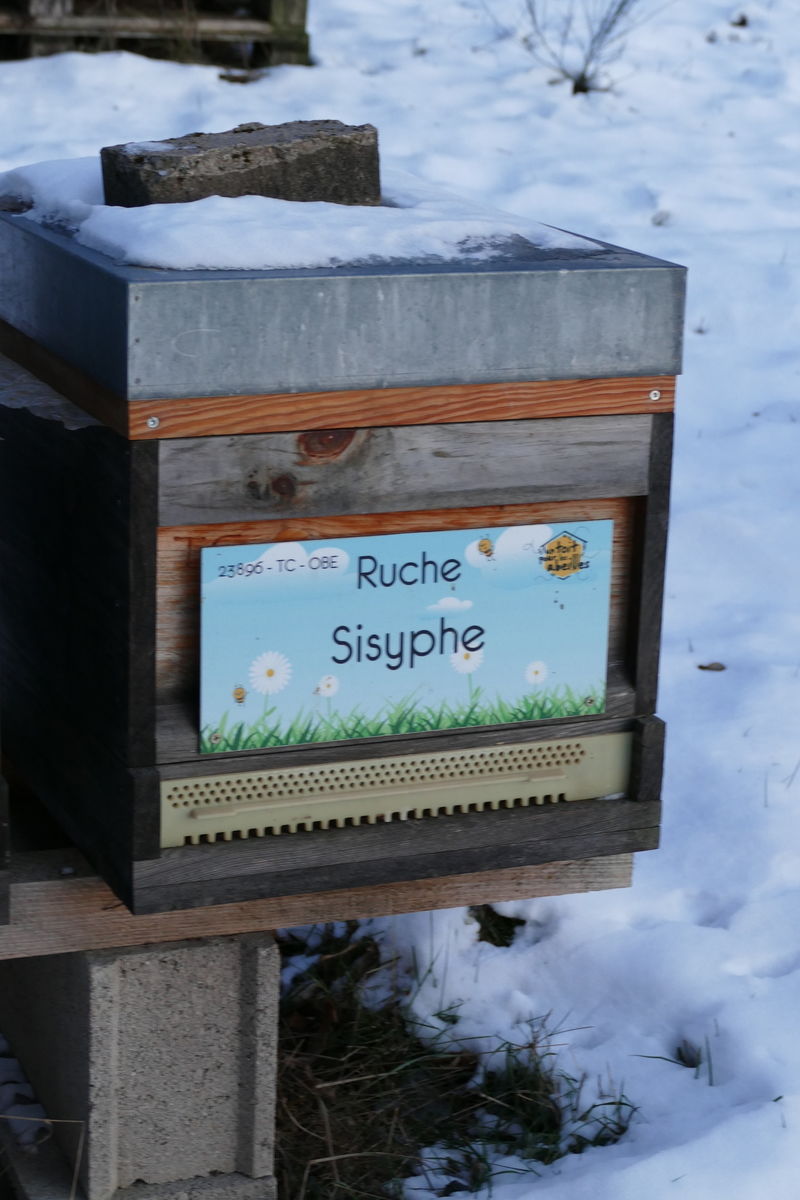 La ruche Sisyphe