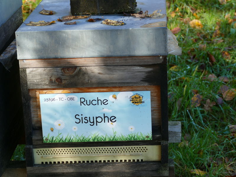 La ruche Sisyphe