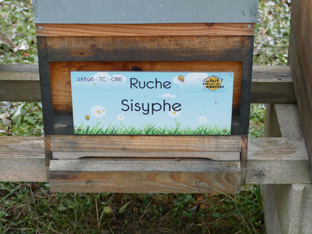La ruche Sisyphe