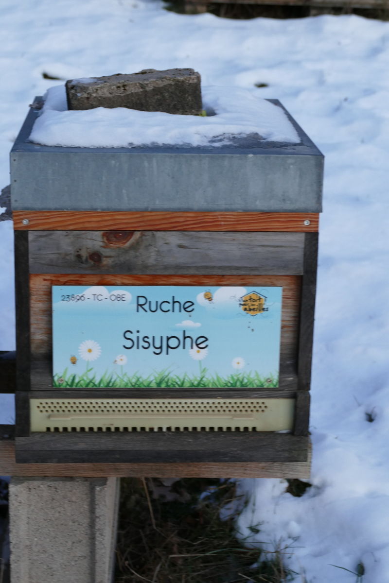 La ruche Sisyphe