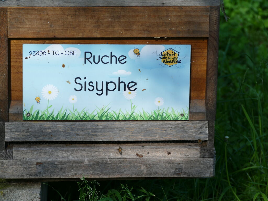 La ruche Sisyphe