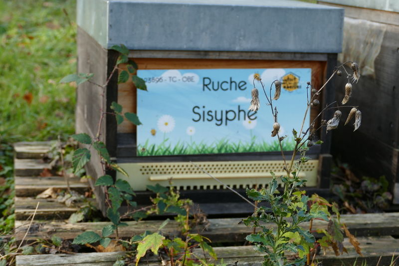 La ruche Sisyphe