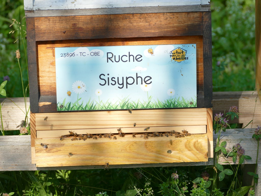 La ruche Sisyphe