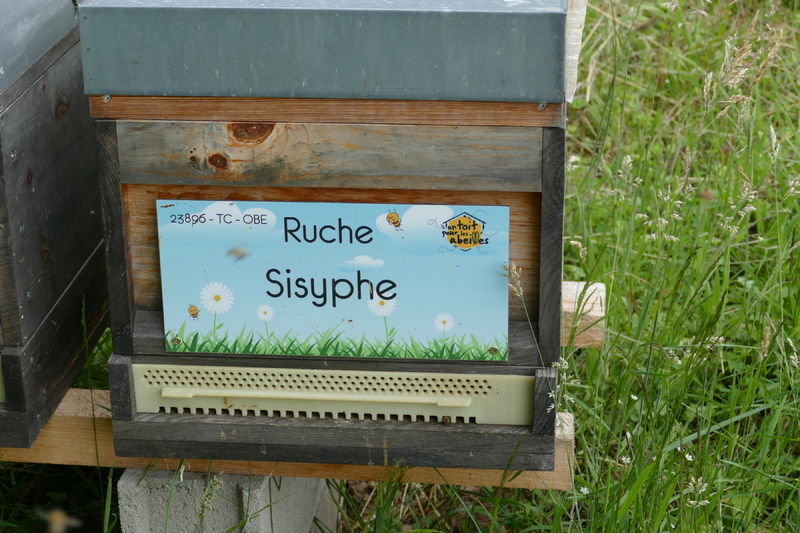 La ruche Sisyphe