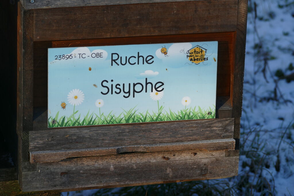 La ruche Sisyphe