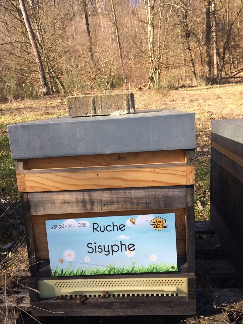La ruche Sisyphe