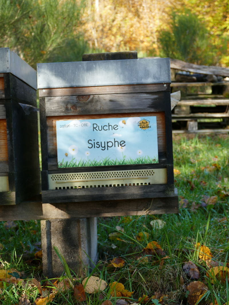 La ruche Sisyphe